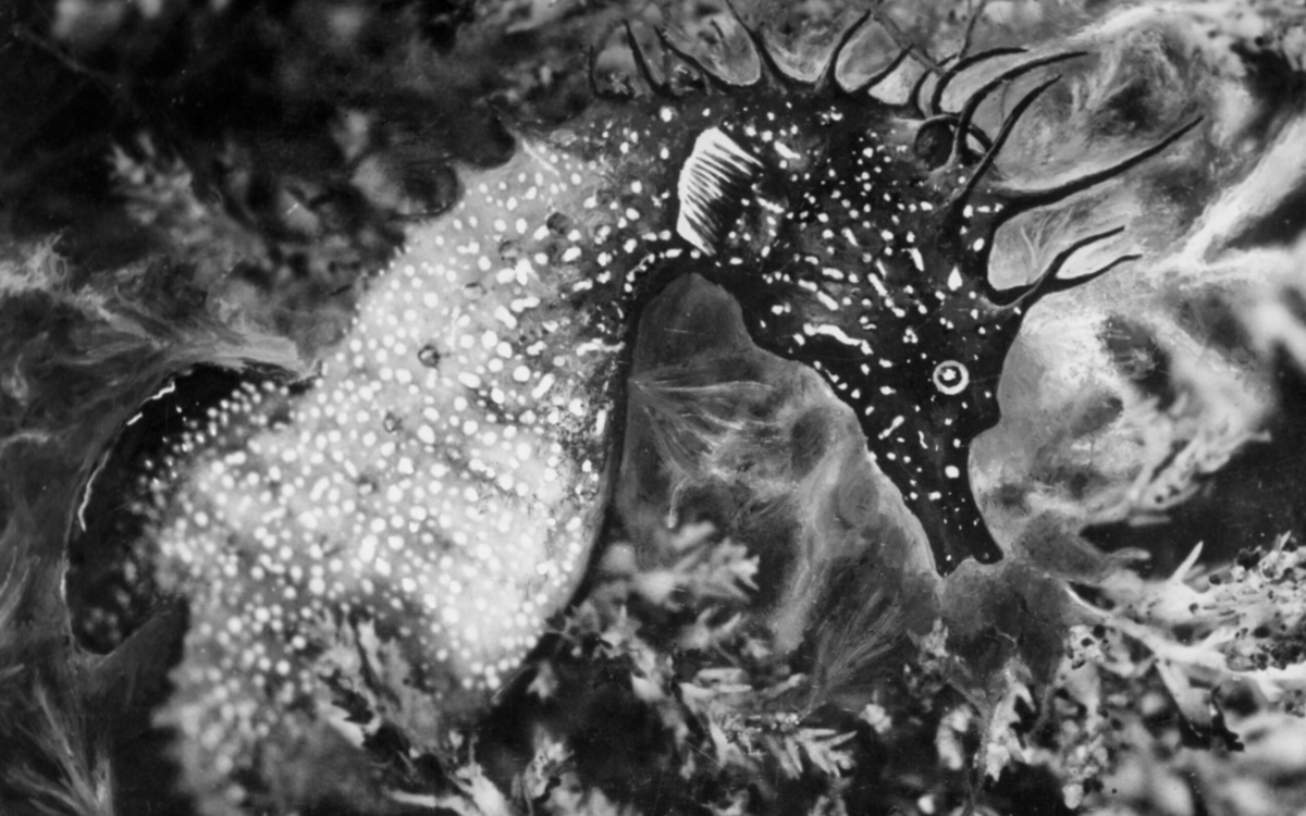 Hippocampe dans les algues vers 1934 Tirage gélatino-argentique d’époque