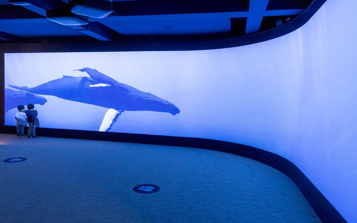 A l'Aquarium tropical de Paris, le Spot est un mur numérique qui propose des rencontres inédites avec les baleines.