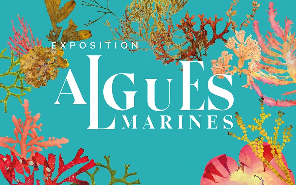 Affiche Algues Marines